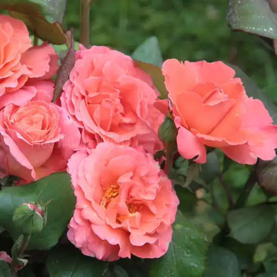 Trandafiri hibrizi Tea - Trandafiri - Christophe Colomb® - 